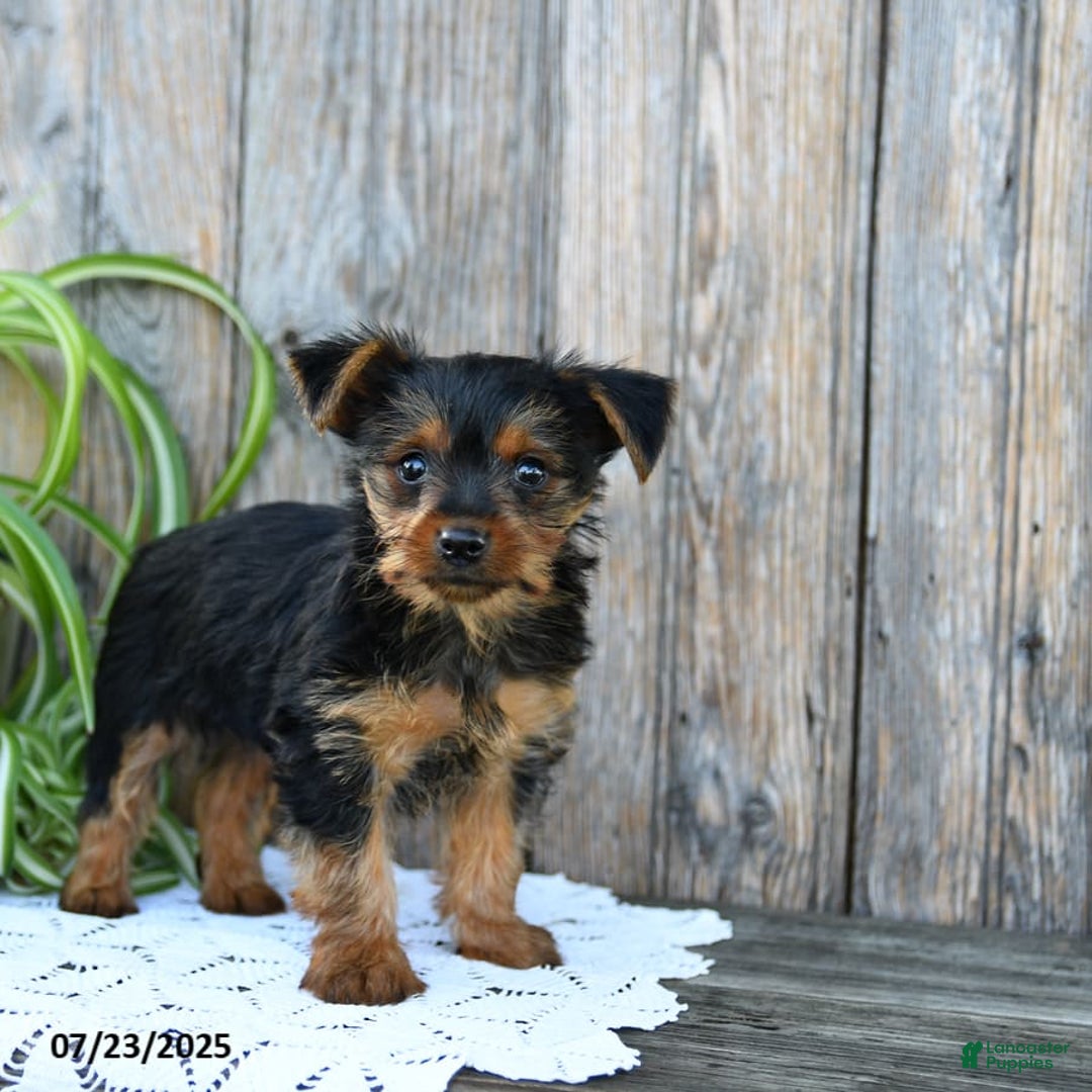 Yorkshire Terrier dogs for sale: Lucas - Image 10
