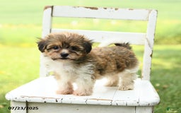 Havanese dogs for sale: Barkley - Image 3