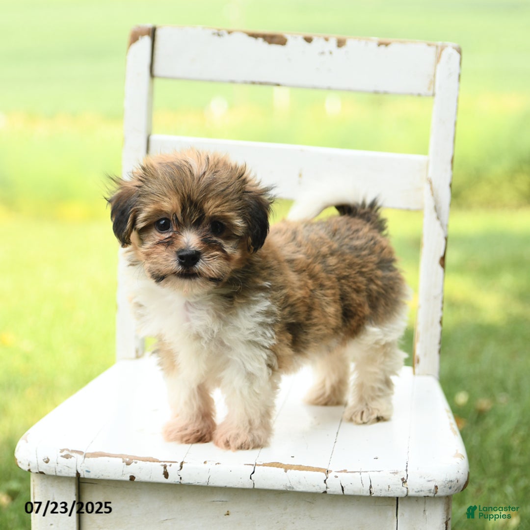 Havanese dogs for sale: Barkley - Image 3