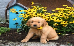 Golden Retriever dogs for sale: Frodo - Image 4