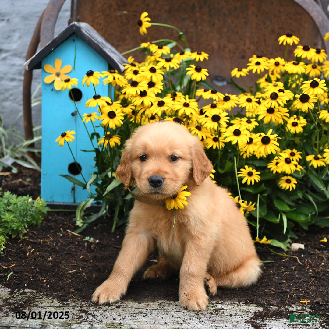 Golden Retriever dogs for sale: Frodo - Image 4