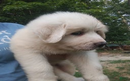 Great Pyrenees dogs for sale: Cedar - Image 6