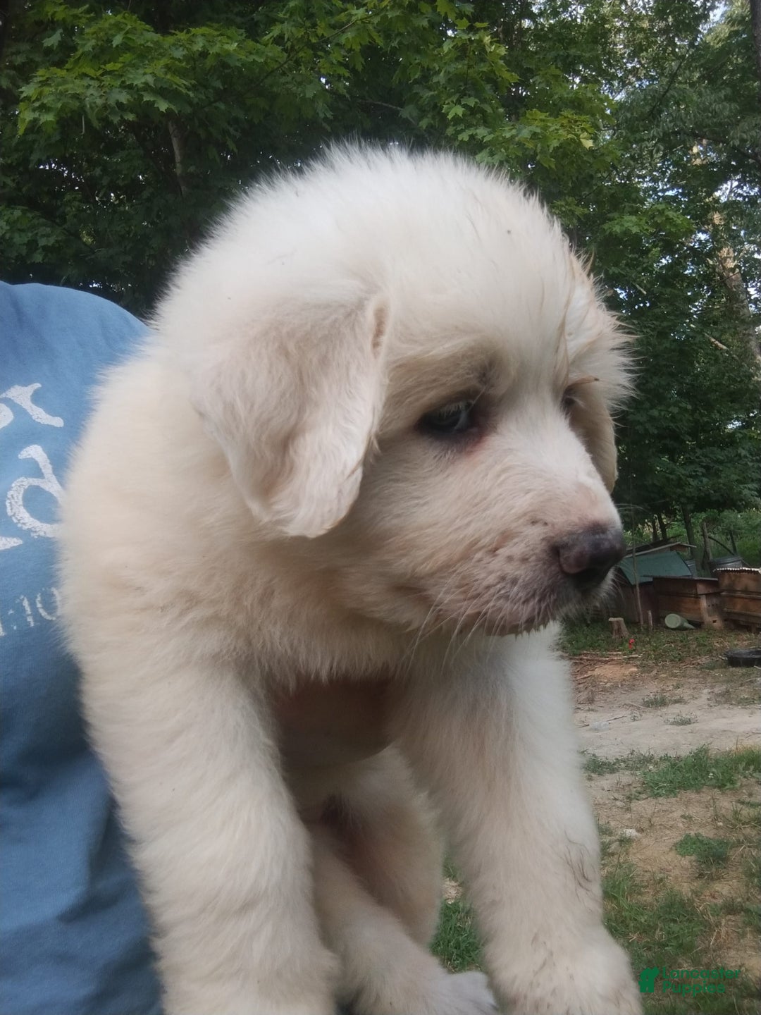 Great Pyrenees dogs for sale: Cedar - Image 6