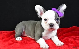 Frenchton dogs for sale: Faye - Image 10