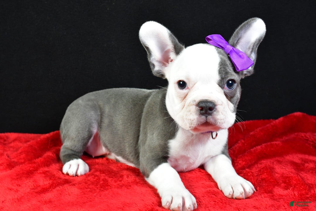 Frenchton dogs for sale: Faye - Image 10