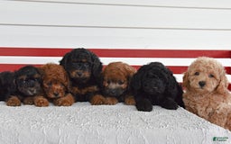 Cockapoo dogs for sale: Spencer - Image 1