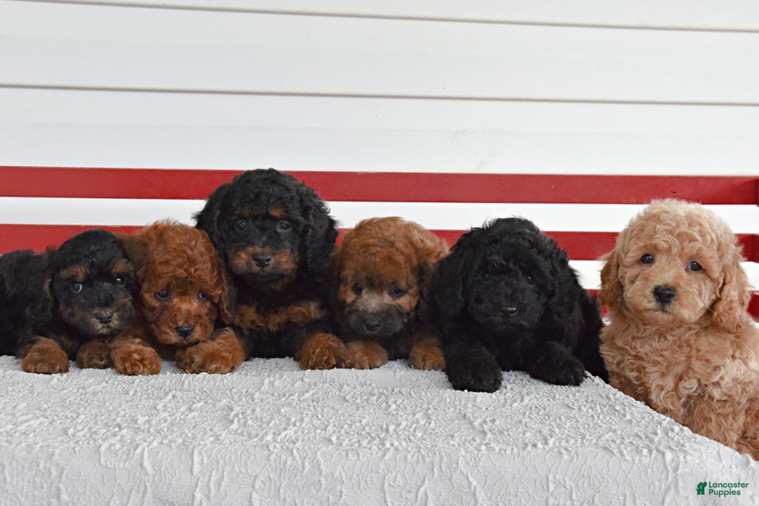 Cockapoo dogs for sale: Spencer - Image 1