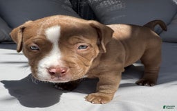 American Bully dogs for sale: Bailey - Image 5