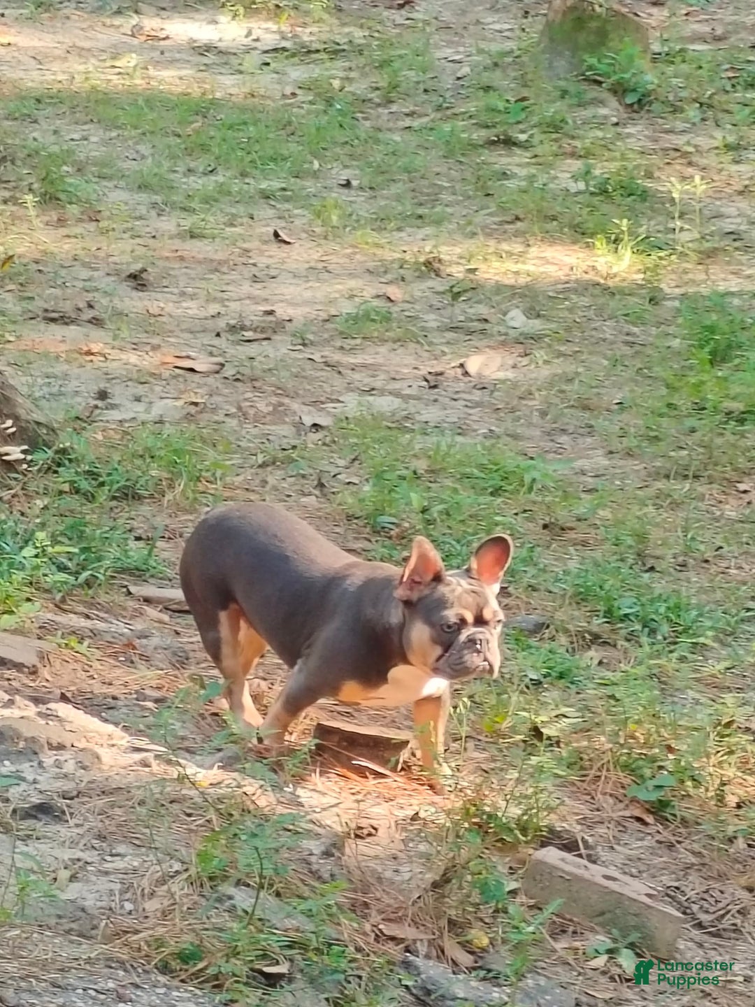 French Bulldog dogs for sale: Chariza - Image 2