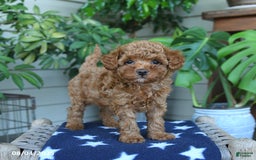 Miniature Poodle dogs for sale: Miniature Poodle 4 puppies - Image 6