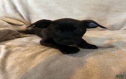 German Shepherd dogs for sale: Lilith - Image 1