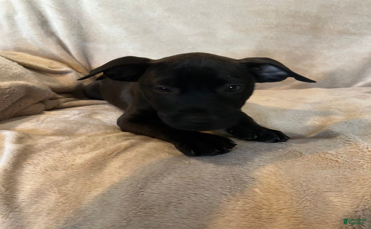 German Shepherd dogs for sale - Ad 1