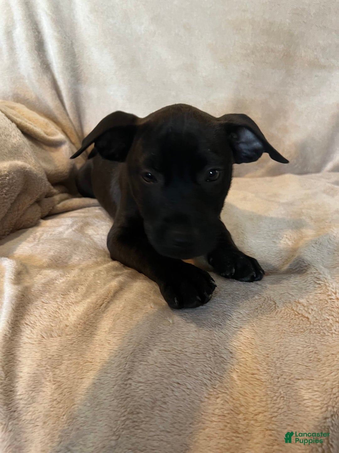 German Shepherd dogs for sale: Lilith - Image 1