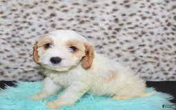 Cavapoo dogs for sale: Cavapoo 7 puppies - Image 38