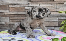 Great Dane dogs for sale: Harmony - Image 10