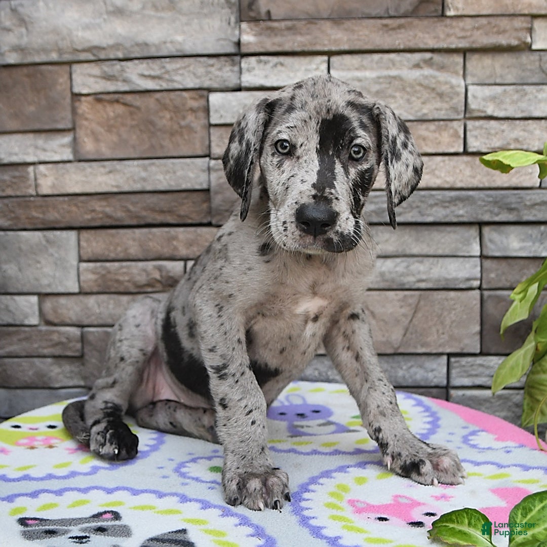 Great Dane dogs for sale: Harmony - Image 10
