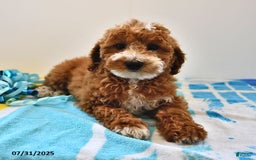 Mini Goldendoodle dogs for sale: Emma - Image 7