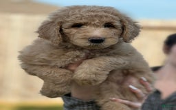 Goldendoodle dogs for sale: Jane - Image 2