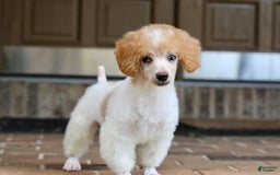 Miniature Poodle dogs for sale: Peanut - Image 2