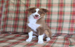Miniature Australian Shepherd dogs for sale: Bozo - Image 2