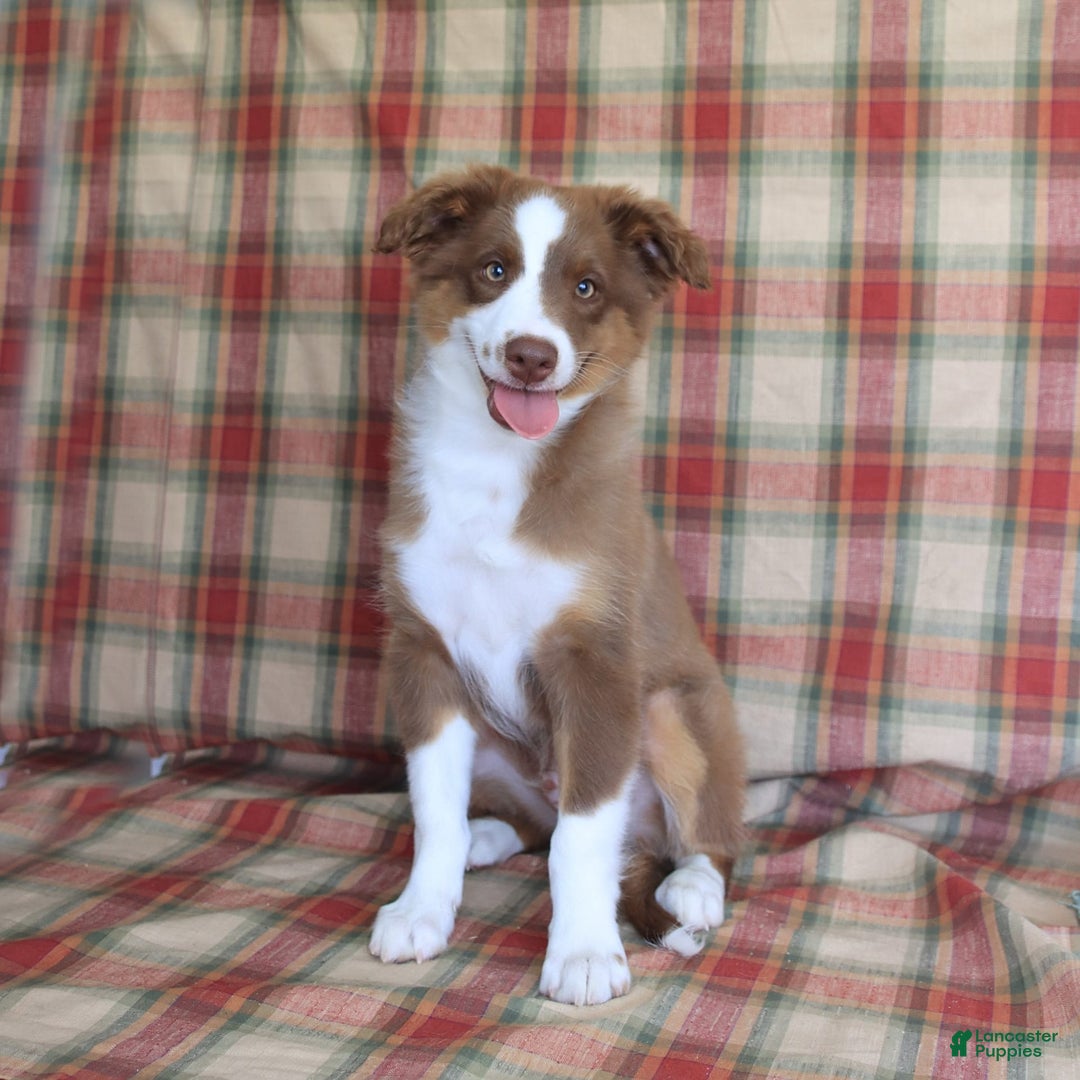Miniature Australian Shepherd dogs for sale: Bozo - Image 2