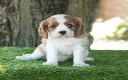 Cavalier King Charles Spaniel dogs for sale: Scout - Image 8