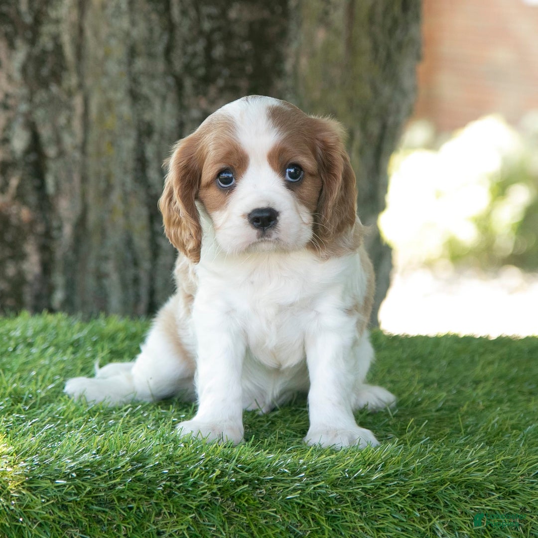 Cavalier King Charles Spaniel dogs for sale: Scout - Image 8