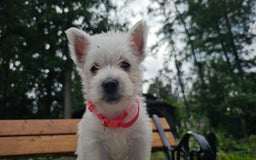 West Highland Terrier dogs for sale: Princess  Akc - Image 3
