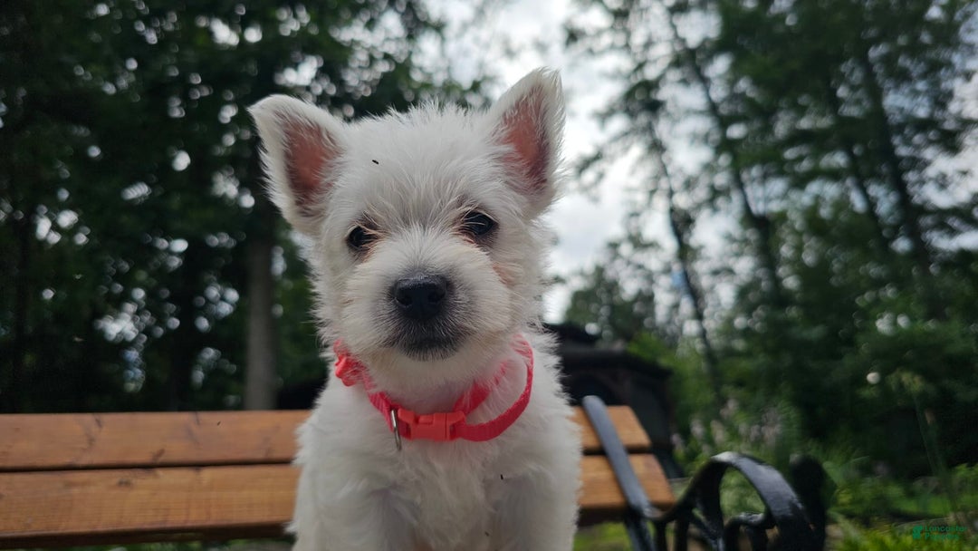 West Highland Terrier dogs for sale: Princess  Akc - Image 3