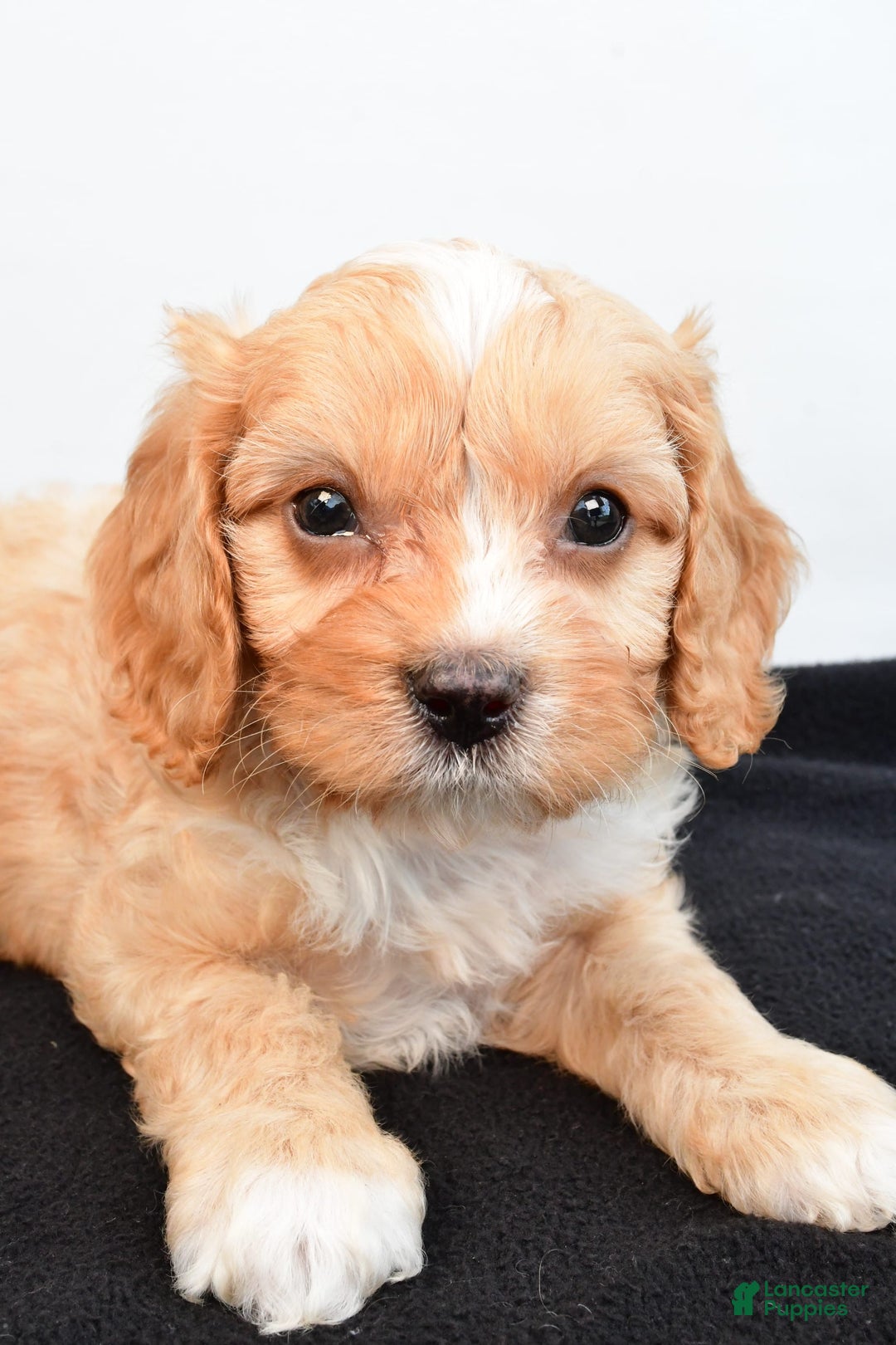 Cavapoo dogs for sale: Hershey - Image 1