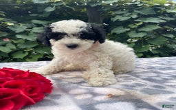 Toy Poodle dogs for sale: Chip - Image 2