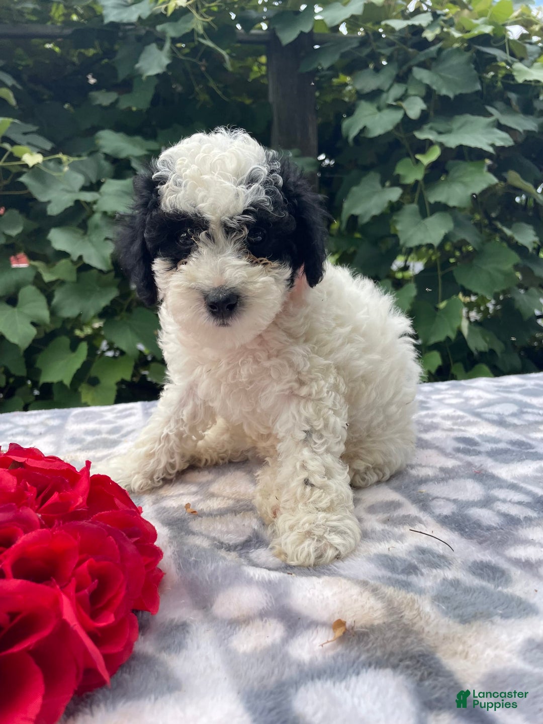 Toy Poodle dogs for sale: Chip - Image 2