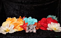 Chihuahua dogs for sale: Yolo - Image 1