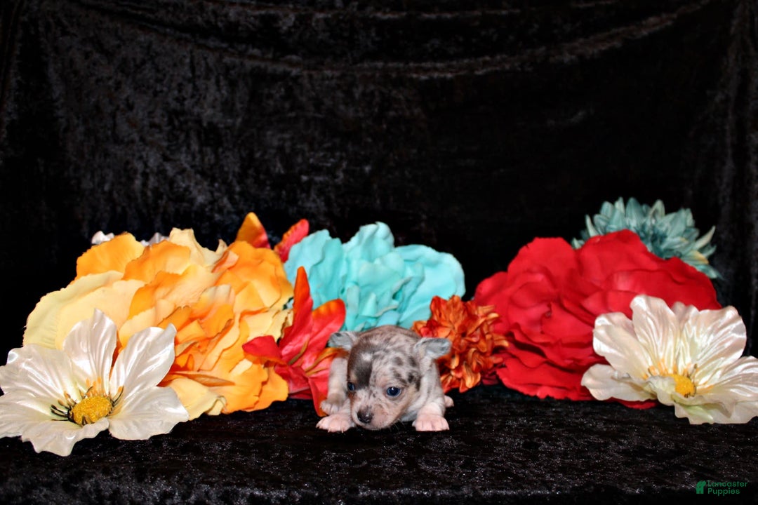 Chihuahua dogs for sale: Yolo - Image 1