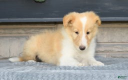 Collie dogs for sale: Prince - Image 3