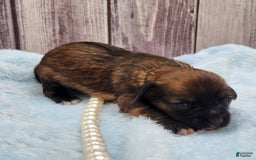 Chinese Crested dogs for sale: Raven - Image 7