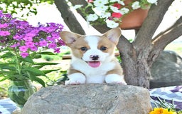 Welsh Corgi Pembroke dogs for sale: Henry - Image 10