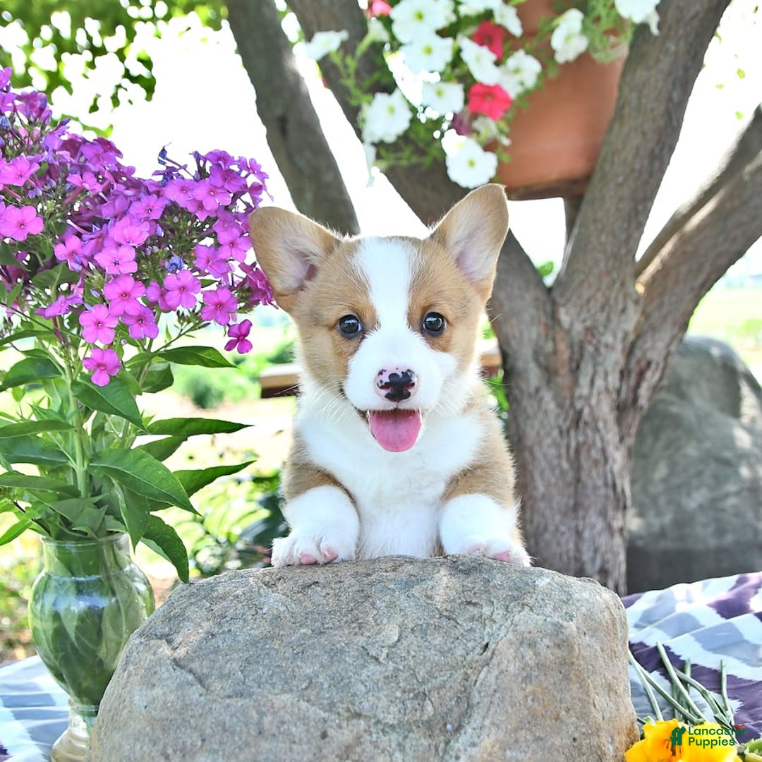 Welsh Corgi Pembroke dogs for sale: Henry - Image 10