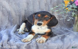 Beagle dogs for sale: Toto - Image 2