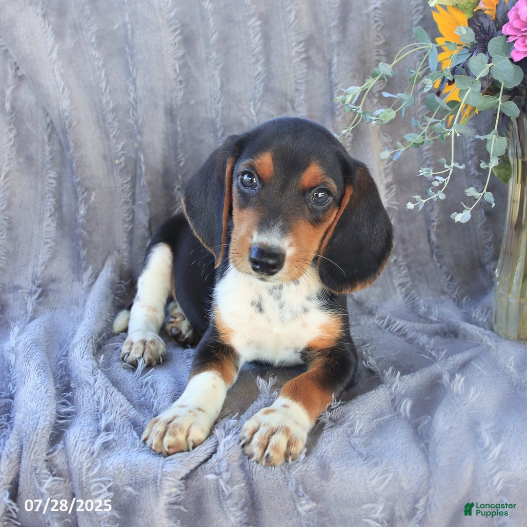 Beagle dogs for sale: Toto - Image 2