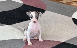 Italian Greyhound dogs for sale: Tina - Image 4