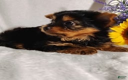 Yorkshire Terrier dogs for sale: Shep - Image 12