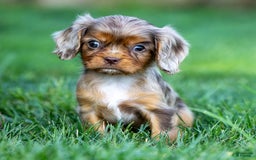 Cavalier King Charles Spaniel dogs for sale: Theo - Image 1