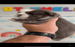 French Bulldog dogs for sale: Fluffy Panda Female 2 - Image 6