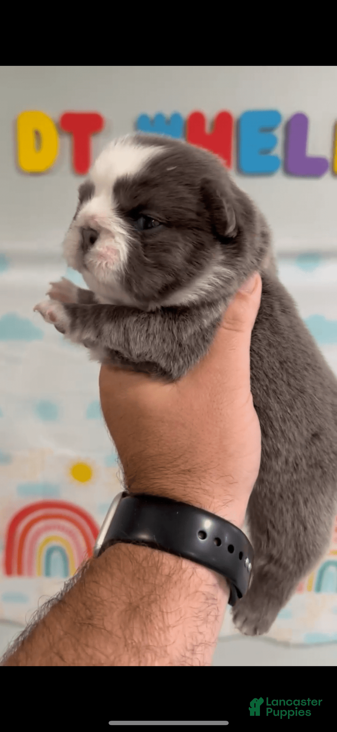 French Bulldog dogs for sale: Fluffy Panda Female 2 - Image 6