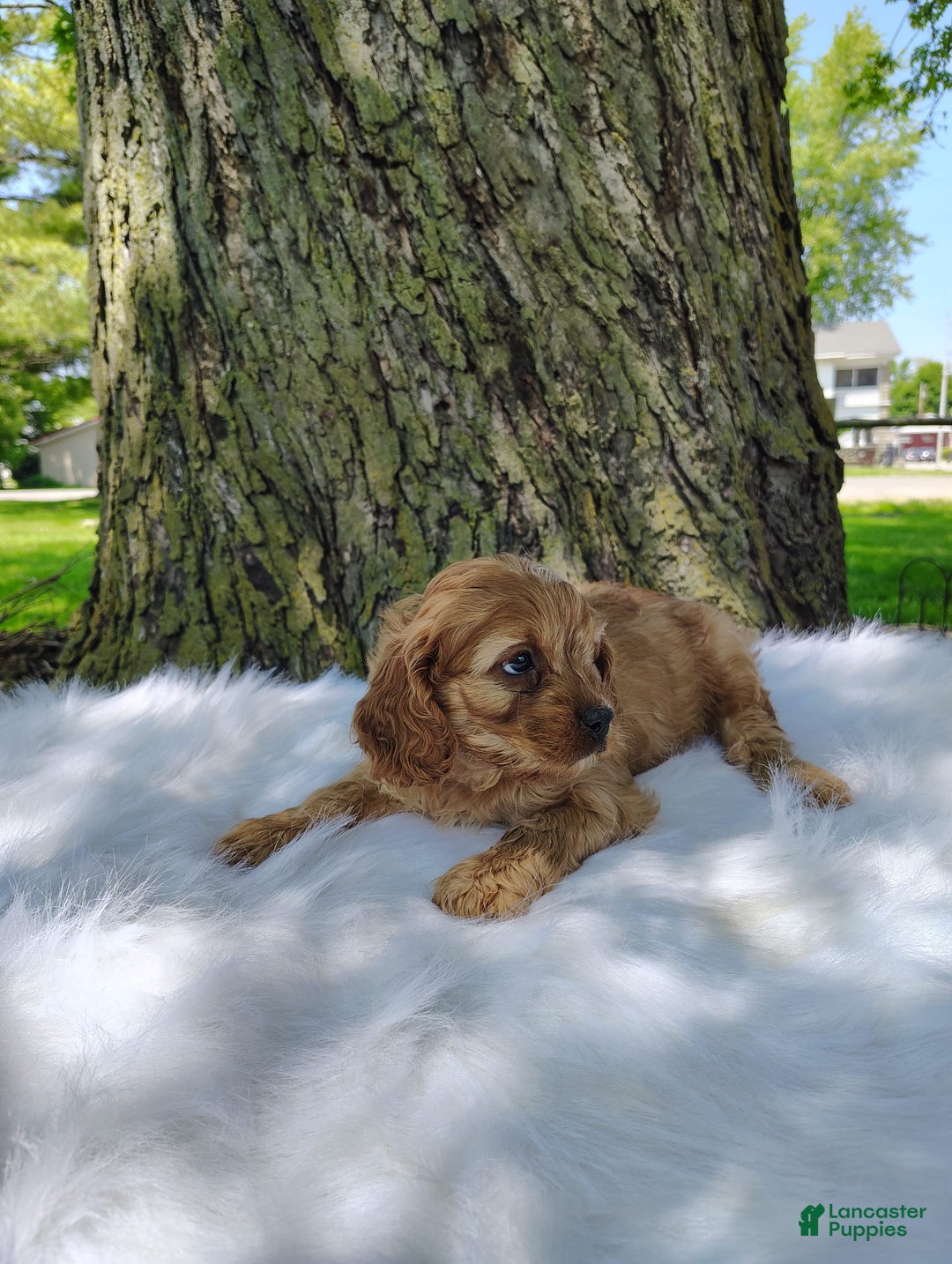 Cavalier King Charles Spaniel dogs for sale: Dos - Image 2