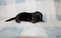 Miniature Dachshund dogs for sale: Mary Mini - Image 5
