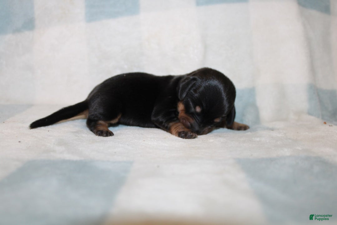 Miniature Dachshund dogs for sale: Mary Mini - Image 5