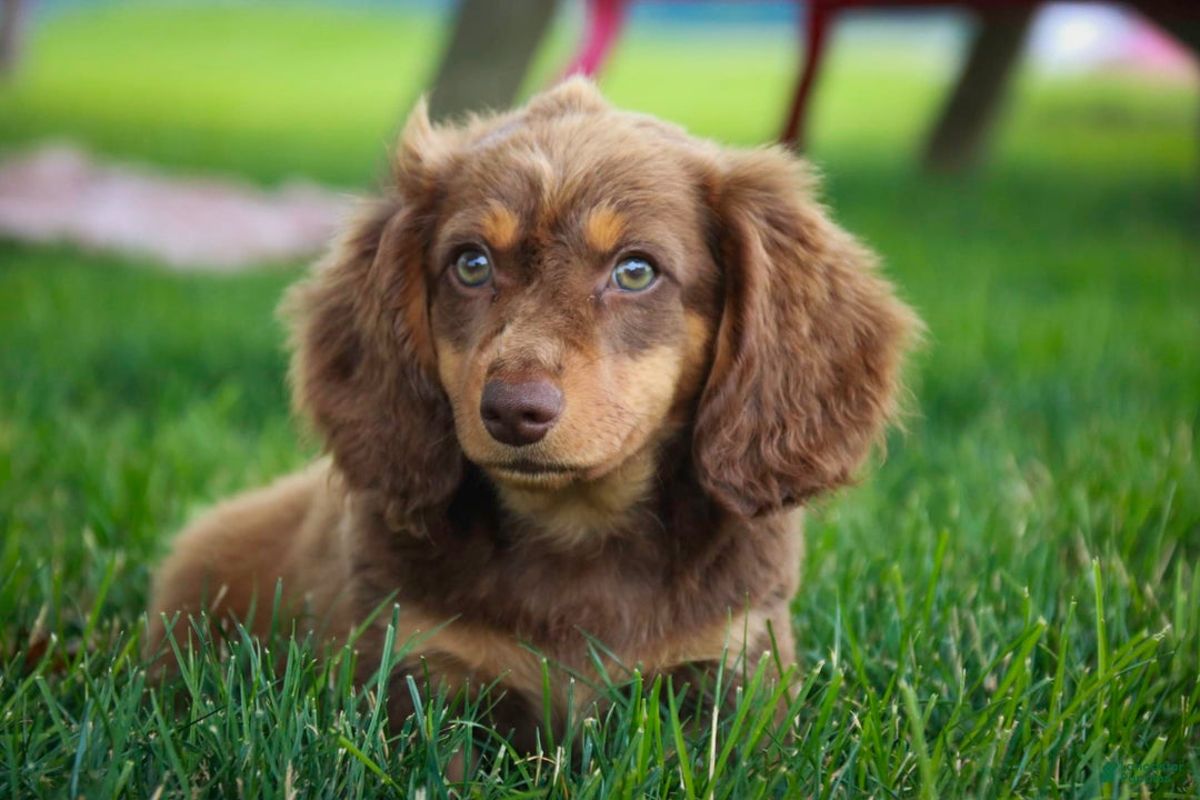 Miniature Dachshund dogs for sale: Harry - Image 12