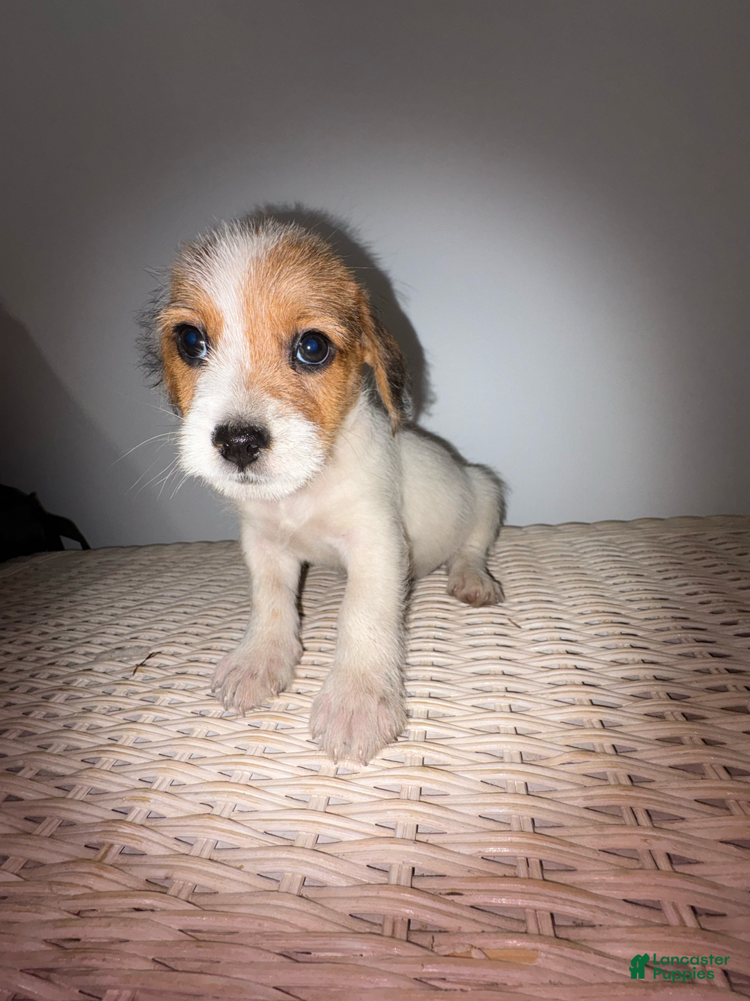 Jack Russell Terrier dogs for sale: Rocko - Image 5